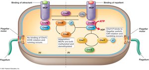 Diagram of chemotaxis signaling pathway in E. coli