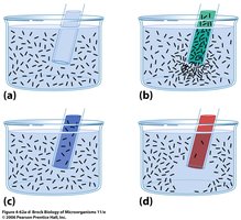 Diagram of capillary tube assay for chemotaxis