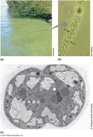 Electron micrograph of gas vesicles in cyanobacteria