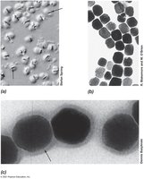 Electron micrograph of magnetosomes in a bacterial cell