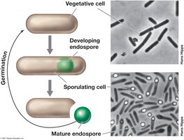 Diagram of the bacterial endospore life cycle