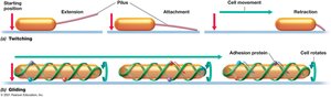 Diagram showing gliding motility mechanism in bacteria
