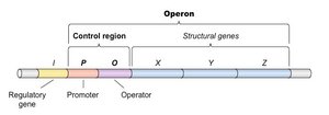 Operon components: regulatory gene, promoter, operator, structural genes