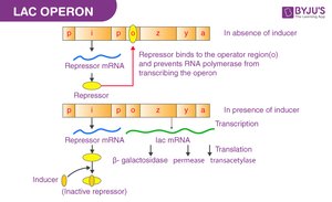 Lac operon regulation and enzyme production