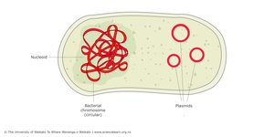 Bacterial cell with plasmids and chromosome