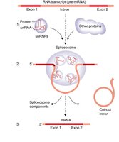 Spliceosome mechanism for intron removal