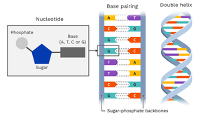 Nucleotide structure, base pairing, and double helix