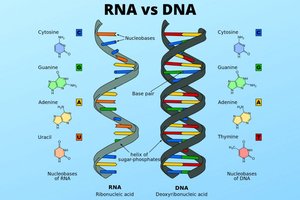 Comparison of RNA and DNA structure and bases