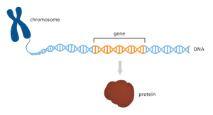 DNA structure from cell to nucleotide