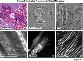 Contrast-enhancing techniques in optical microscopy
