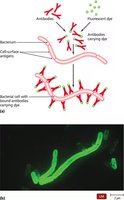 Immunofluorescent staining of Yersinia pestis