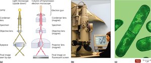 TEM diagram and image