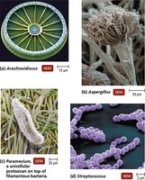 SEM images of microorganisms