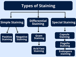 Types of staining flowchart