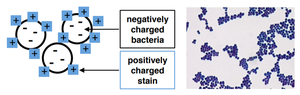 Simple stain of E. coli and S. aureus