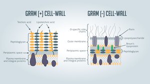 Gram-positive and Gram-negative cell wall diagram