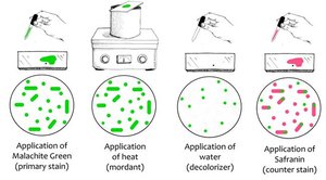 Endospore staining procedure