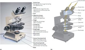 Parts of a compound light microscope