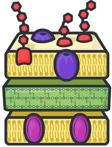 Gram-negative bacterial cell structure