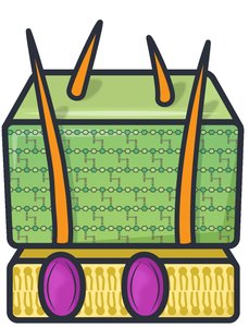 Gram-positive bacterial cell structure