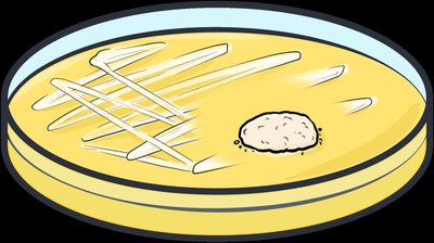 Penicillium mold inhibiting bacterial growth on a petri plate