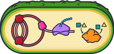 Bacterial cell showing targets for antimicrobial drugs
