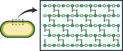 Peptidoglycan structure
