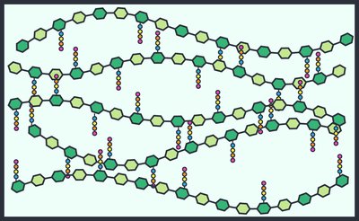 Peptidoglycan structure