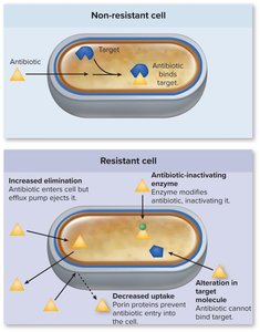 Mechanisms of antibiotic resistance in bacteria (efflux, inactivation, altered target)