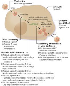 Mechanisms of action of antiviral drugs