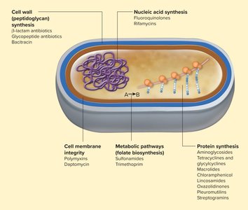 Diagram of antibacterial drug targets in a bacterial cell