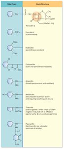 Penicillin structure and side chain modifications