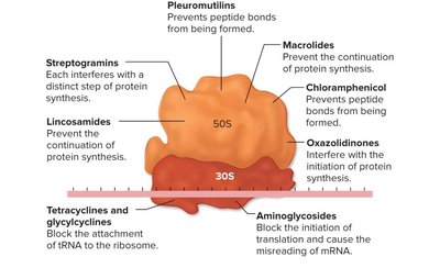 Mechanisms of protein synthesis inhibition by antibiotics