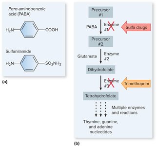 Mechanism of action of sulfa drugs and trimethoprim in folate synthesis