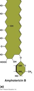 Structure of Amphotericin B
