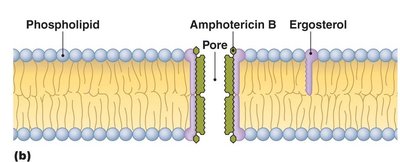 Amphotericin B forming pores in fungal membrane