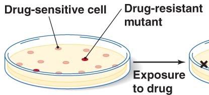 Drug-sensitive and drug-resistant mutants in a population