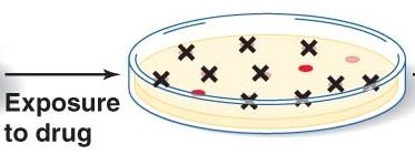 Selection of resistant mutants after drug exposure