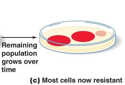 Most cells now resistant after selection