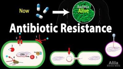 Beta-lactamase inactivating penicillin