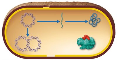 Overview of DNA replication, transcription, and translation in a bacterial cell