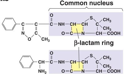 Beta-lactam ring structure in penicillins
