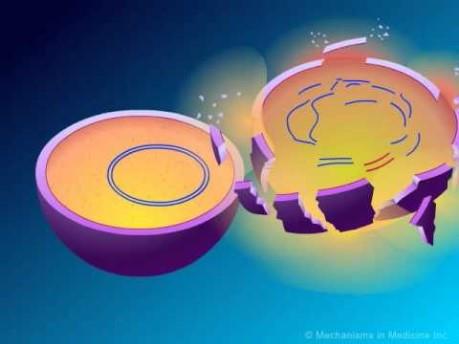 Bacterial cell lysis due to cell wall inhibition