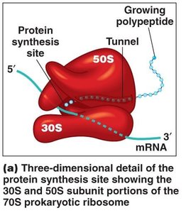 Structure of the 70S prokaryotic ribosome