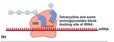 Tetracycline and aminoglycosides block tRNA docking site
