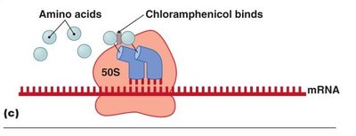Chloramphenicol binding to the 50S subunit