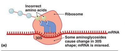 Aminoglycosides cause misreading of mRNA