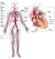 Diagram of the cardiovascular system and heart structure