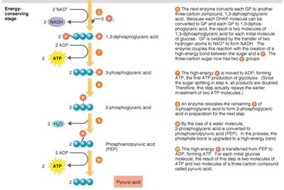 Energy-conserving stage of glycolysis