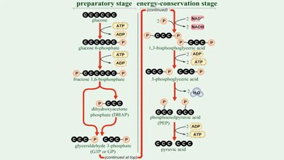 Summary diagram of glycolysis stages